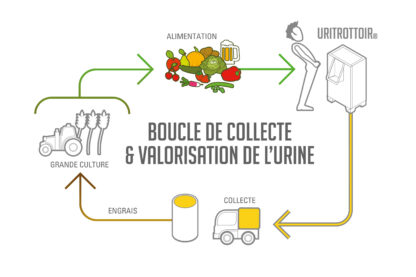 Schéma représentant l'économie circulaire de l'urine. Collecte, stockage et valorisation de l'urine en engrais pour les cultures céréalières.